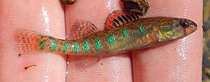 Etheostoma gracile.jpg