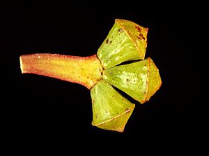 Eucalyptus aquilina buds