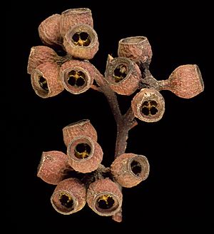 Eucalyptus burgessiana fruit