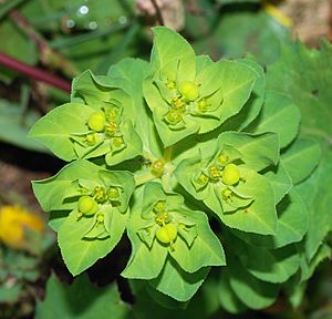 Euphorbia February 2008-2.jpg