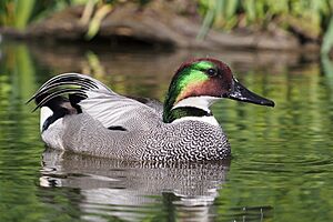 Falcated duck 1.jpg