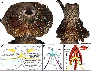 Frill anatomy