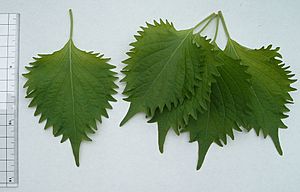 Green shiso perilla.jpg