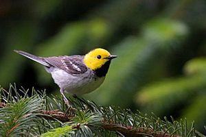 Hermit Warbler (Dendroica occidentalis).jpg