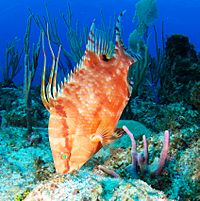 Hogfish.JPG