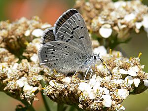 Icaricia icarioides missionensis 1.jpg