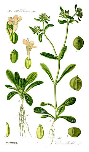 Illustration Valerianella locusta0