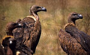 Indian White-backed Vultures (Gyps bengalensis) (20014162659)
