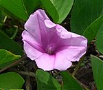 Ipomoea pes-caprae (2).jpg