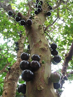 Jabuticaba (1)