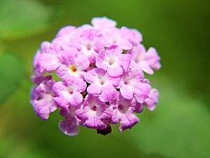 Lantana camara (72)