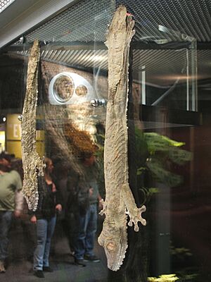 Leaf-tailed geckos, Boston