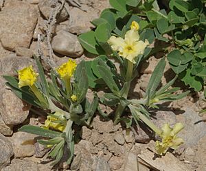 Lithospermum incisum1.jpg