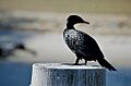 Little Black Cormorant Claisebrook Cove