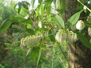 Lyonia ovalifolia Flowers