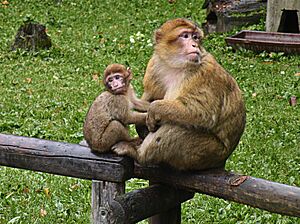 Macaca sylvanus.Mother and baby.jpg