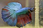 Male Betta -34245661920.jpg