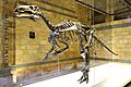 Mantellisaurus left side