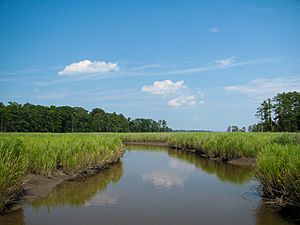 Marsh - Colonial National Historical Park (Robin Baranowski, NPS Photo) (8426448355)