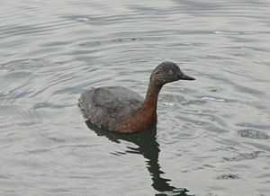 NZ Dabchick