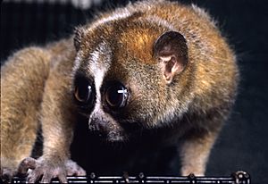 Nycticebus pygmaeus 003