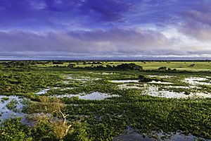 Pantanal, Mato Grosso, Brasil