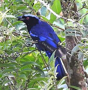 Philippine Fairy-Bluebird.jpg