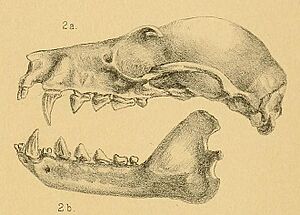 Pteropus admiralitatum.jpg