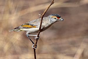 Red-browed Pardalote 8050.jpg