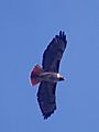 Red-tailed hawk in flight