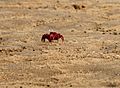 Red Crab at Chilika