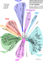 Relationships between the manual alphabets of sign languages