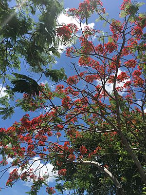 Royal Poinciana FL