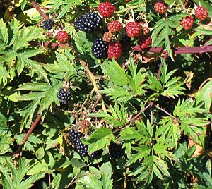 Rubus laciniatus.jpg