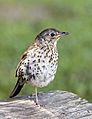 Song thrush (Turdus philomelos philomelos)