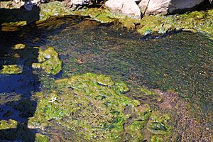 Streambed of Spring Run