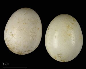 Tichodroma muraria MHNT.ZOO.2010.11.184.1