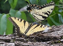 Tiger Swallowtail Pair on logjam in Galien River 2011-08-06