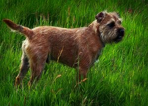 Toby Border Terrier