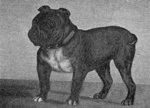 Toy Bulldog Little Knot 1903