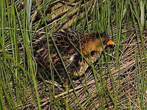 Yellow Rail.jpg