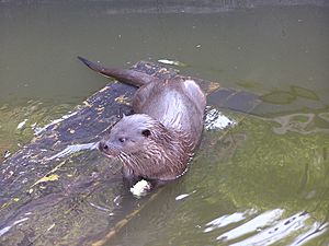 Zoo in Yalta 008