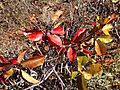 2014-10-03 15 15 35 Chokecherry showing autumn foliage coloration along the main ridge of the Diamond Mountains south of Diamond Peak, Nevada