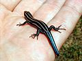 5Lined-Skink