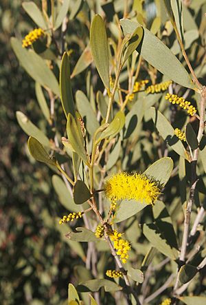 Acacia kempeana foliage and flowers