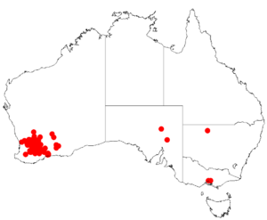 Acacia leptopetalaDistMap530.png