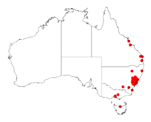 Acacia linifoliaDistMap544.png