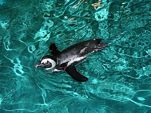 AfricanPenguinNEAq