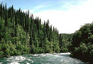 Alagnak River Rapids.jpg