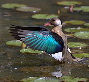 Amazonetta brasiliensis.jpg